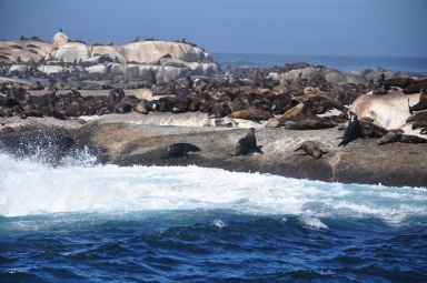 Cape Fur Seals at Seal Island