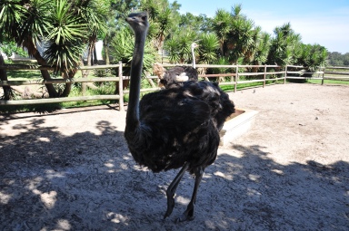Male ostrich have dark feathers